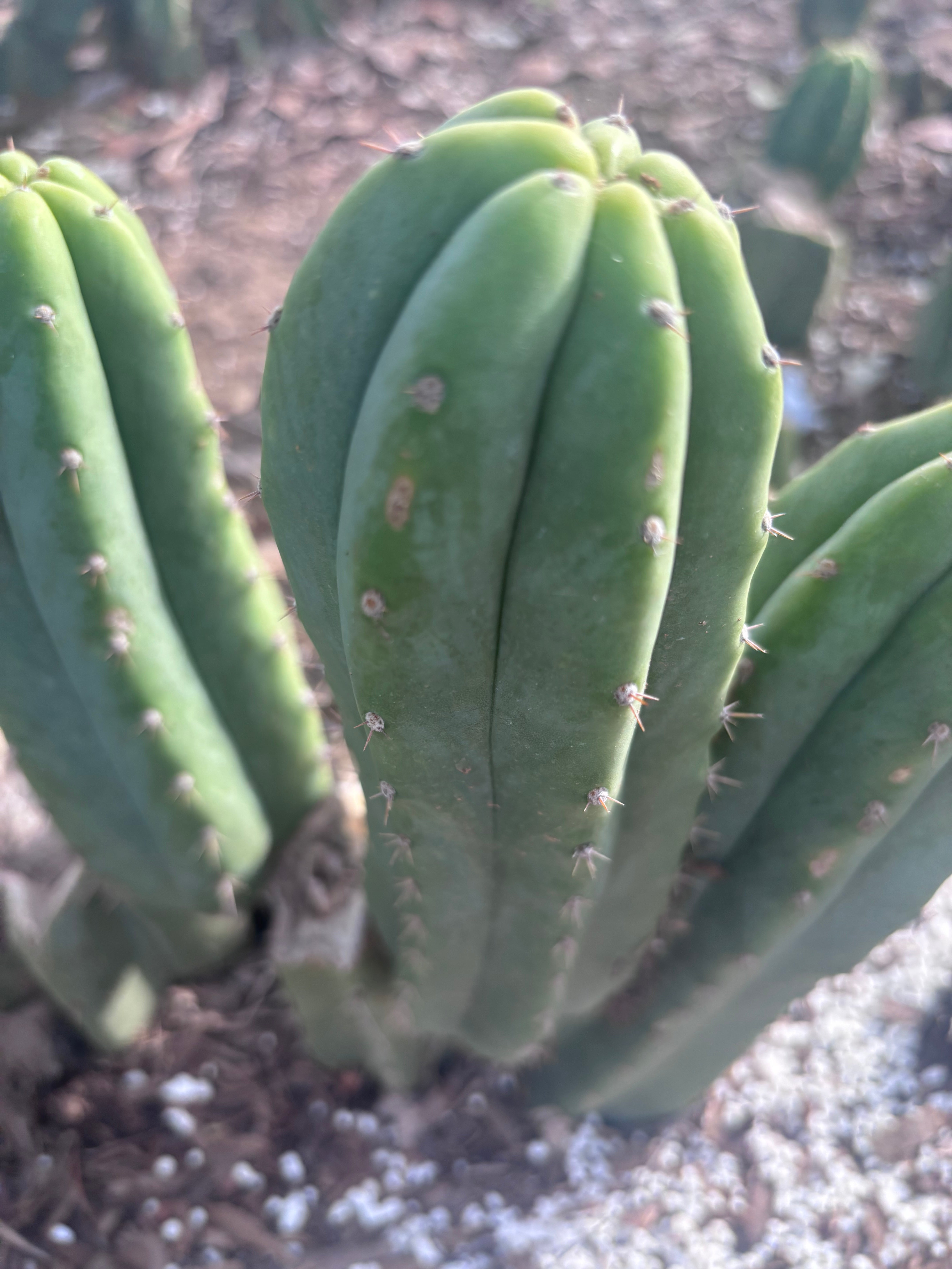 👑🌶️🌶️ Landfill — 8” Pup