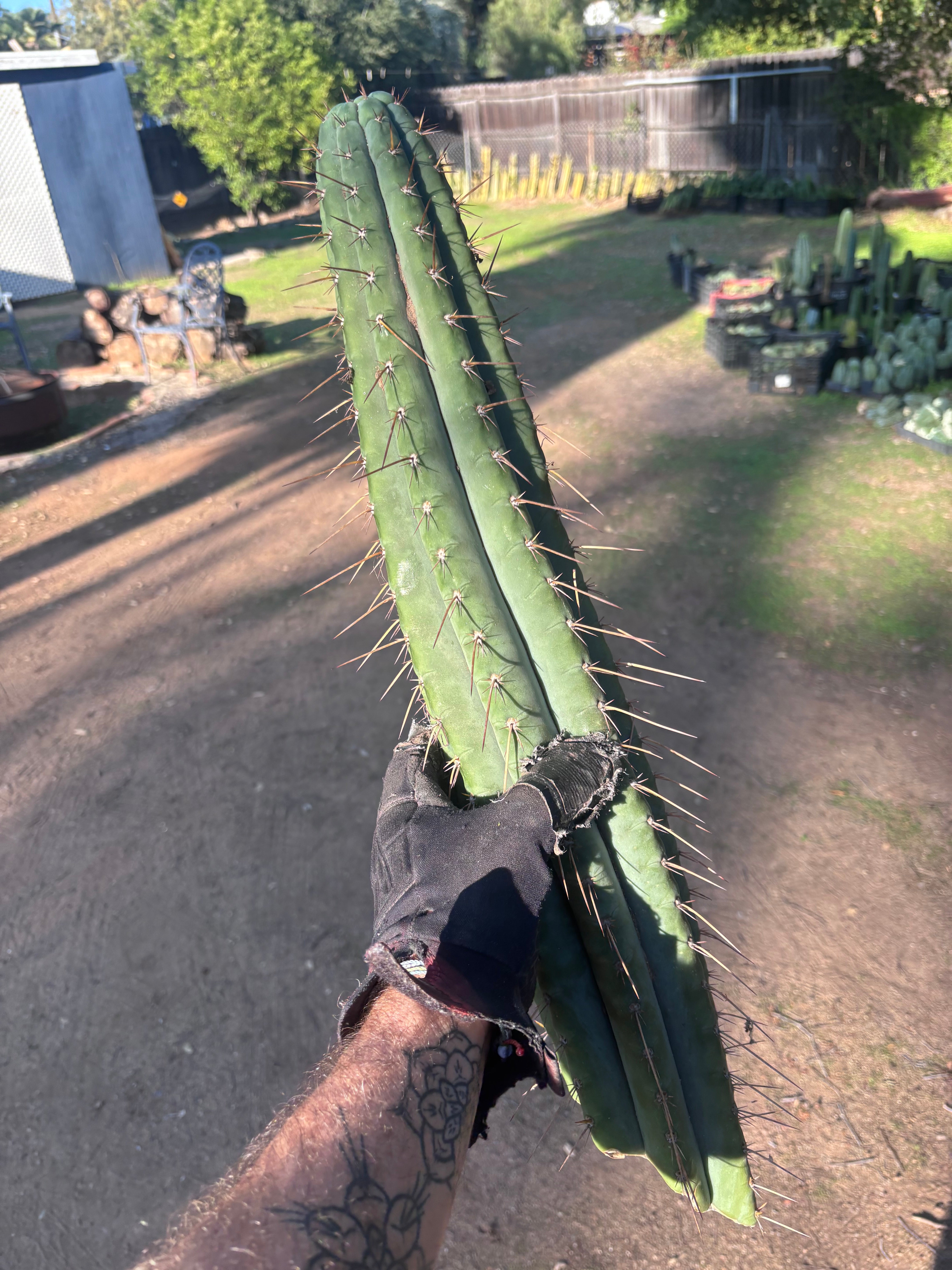 👑🌶️💎 Xochi — XXL 21” Tip