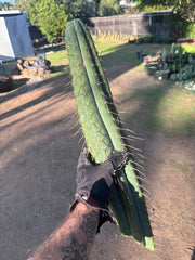 👑🌶️💎 Xochi — XXL 21” Tip