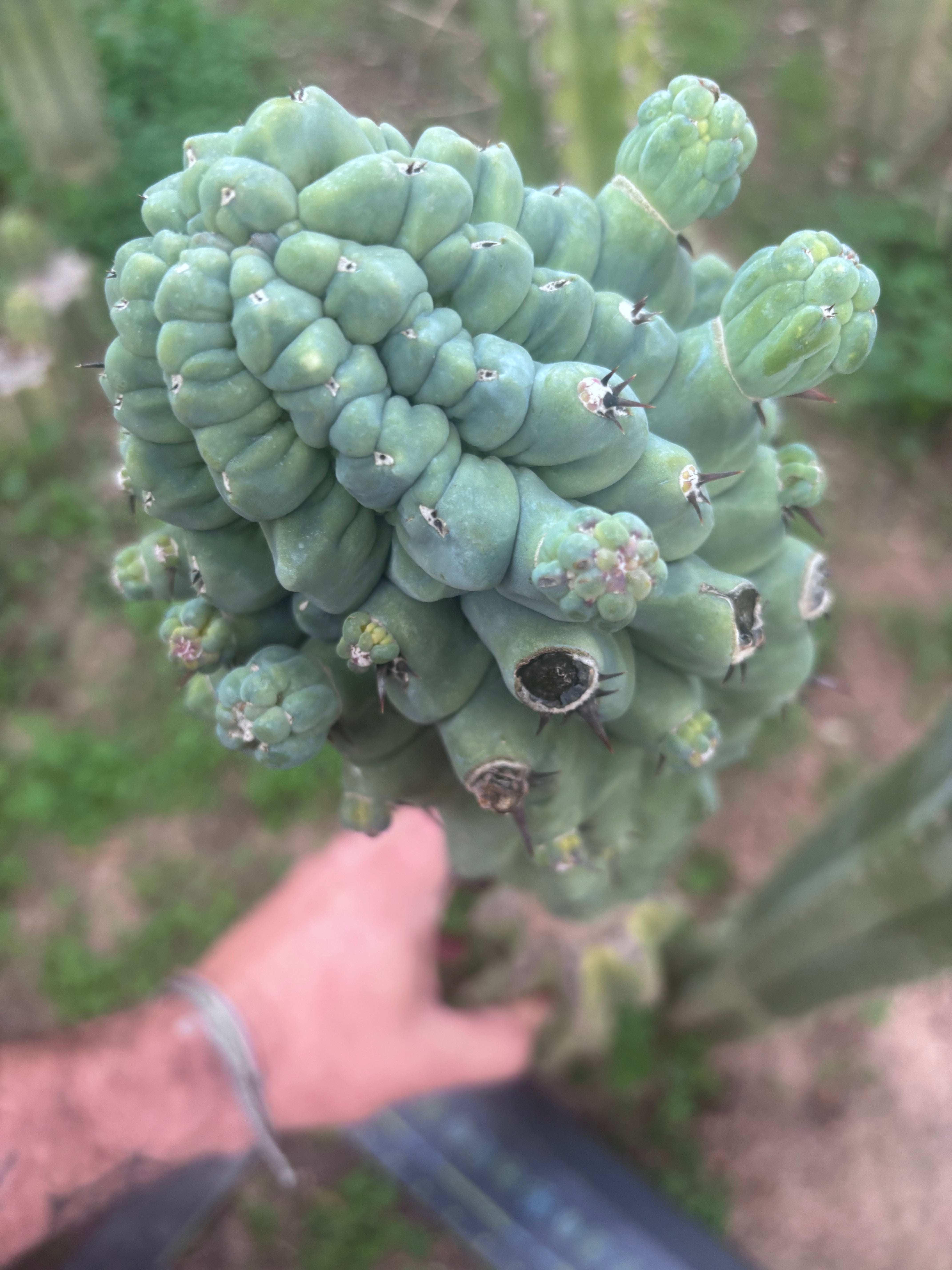 💎👑💎 Glorp — XXL Pupsplosion Graft (Re-Listing)