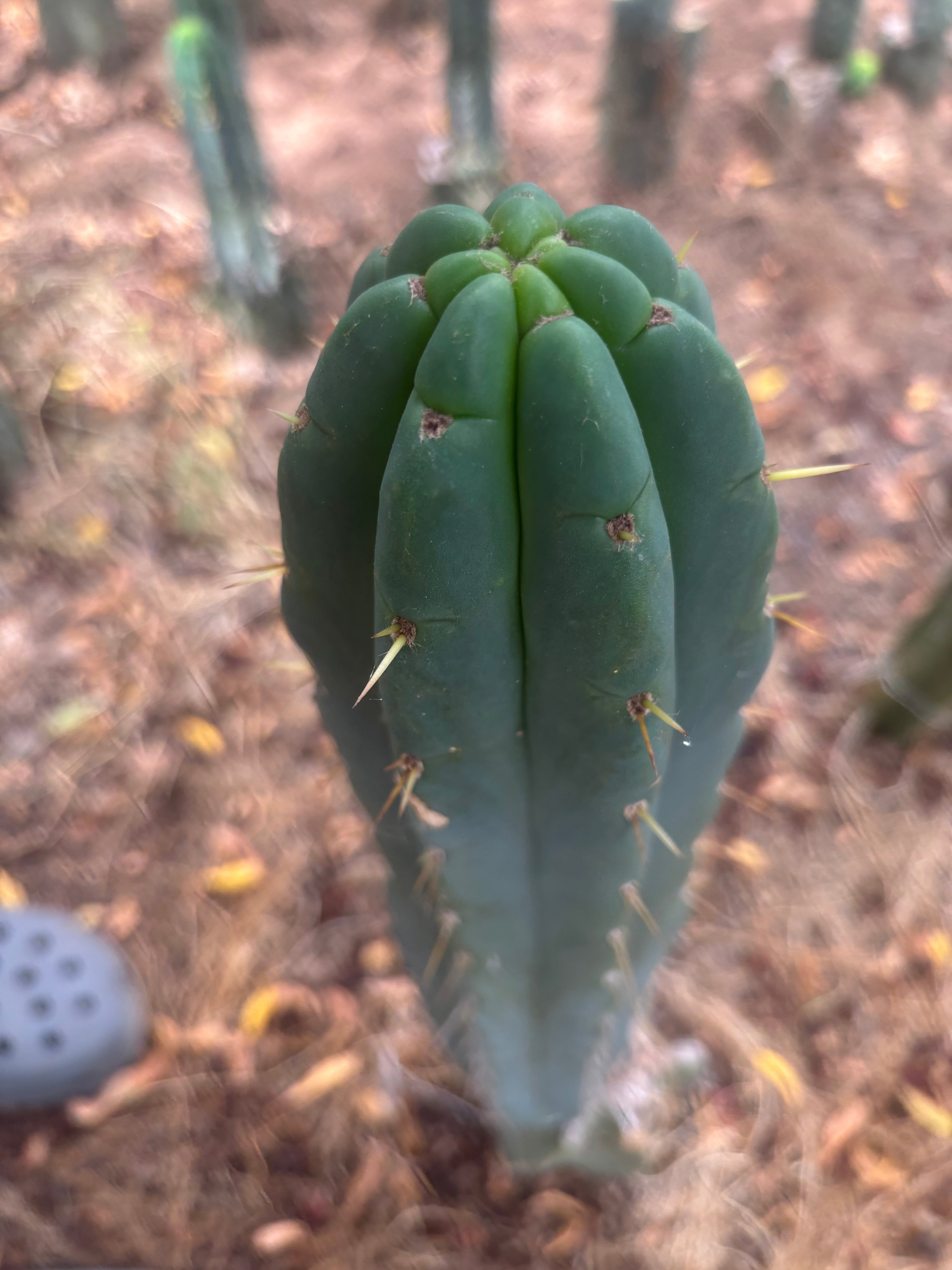 💎👑💎 Amazonas — 11” Tip