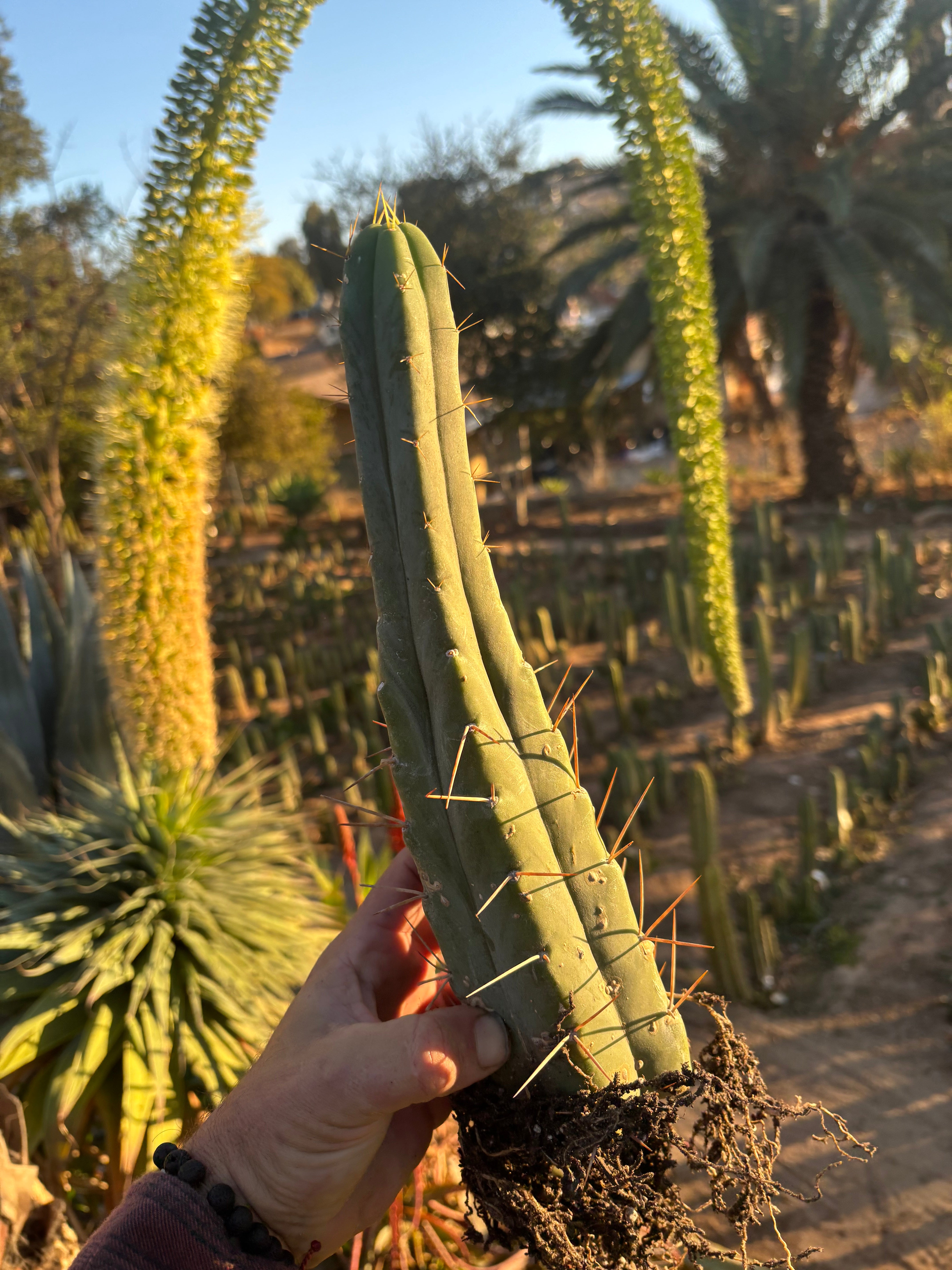 👑🌶️🌶️ Eileen — Rooted 11” Tip