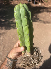 👑🌶️🌶️ Kate’s Bridge — Fat Rooted Tip