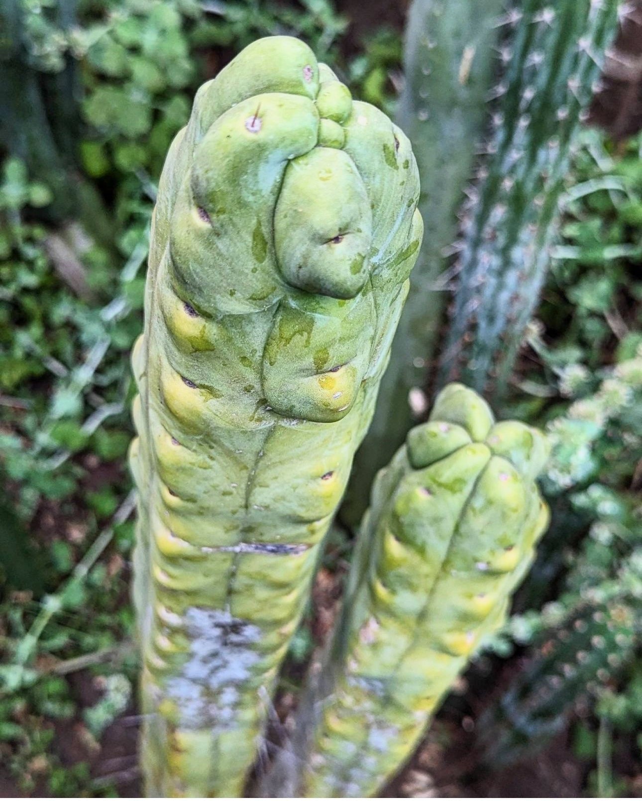 💎👑🌶️ Platform 9 3/4  — 10” Tip