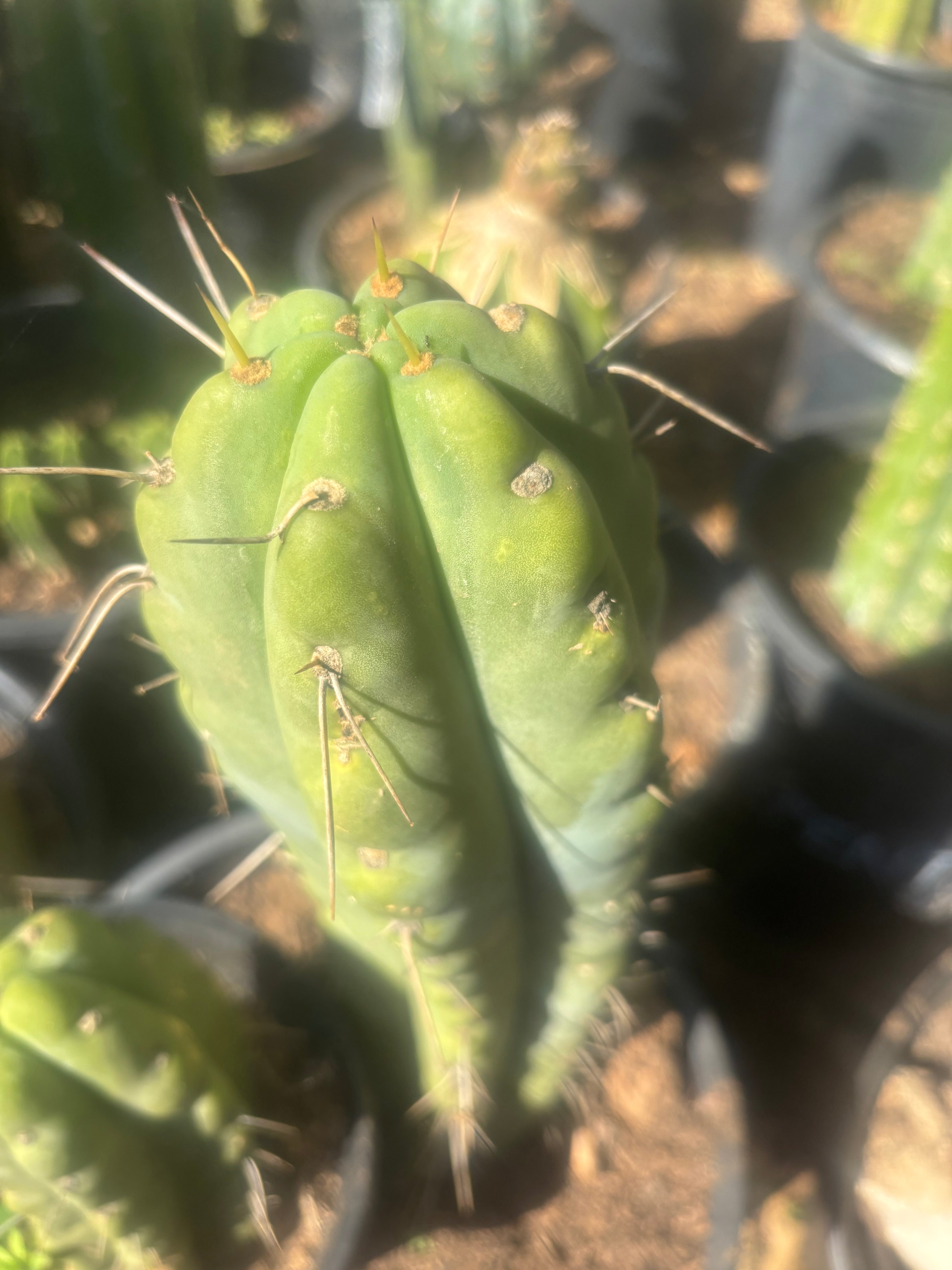 💎🌶️🌶️ NOM — Pup Graft On Rooted Shine01