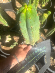💎🌶️🌶️ NOM — 10” Tip