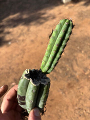 👑🌶️ Ventucky Blue — Fully Rooted Mid w/ Pup