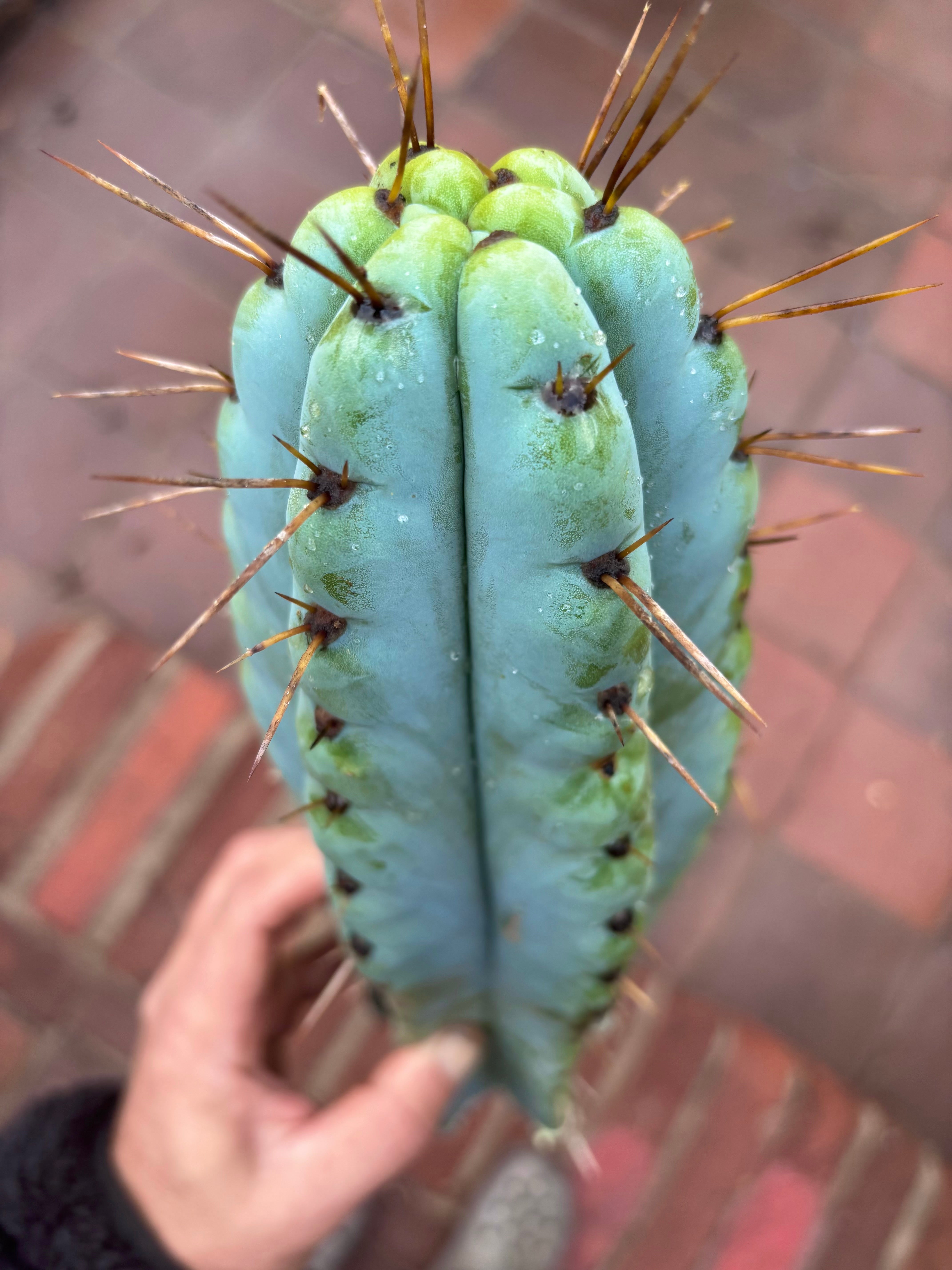 💎🌶️ Noid of the Moment — XL 14” Tip