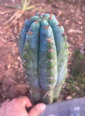 💎👑💎 Papa Smurf — Fat 10” Tip