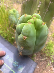 👑 Lotusland Huanu —  Fat FourWang Grenade