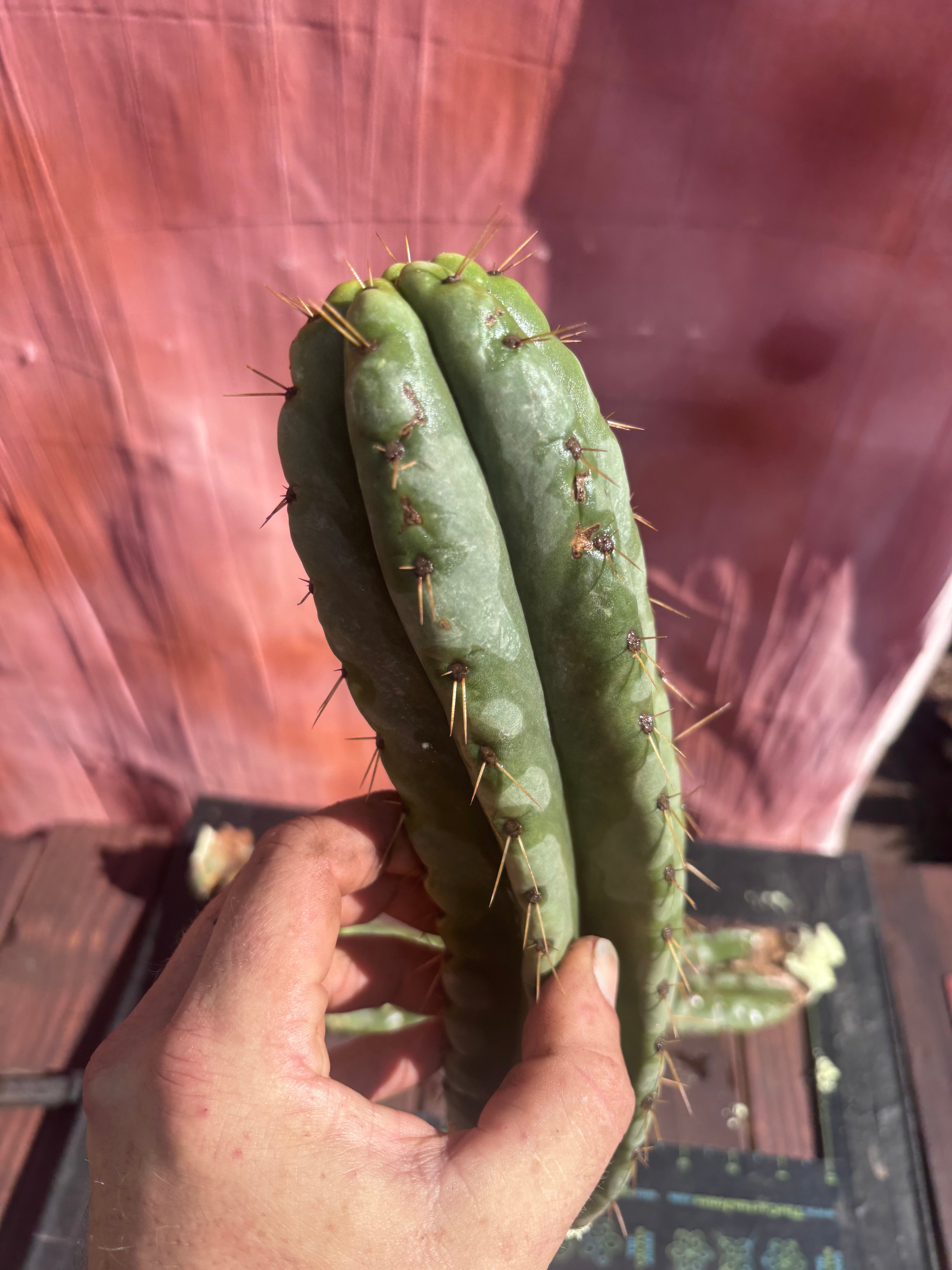 👑🌶️ Yowie — 24” Total