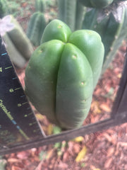 💎👑🌶️ Ferah — Another 8” FourWang Tip