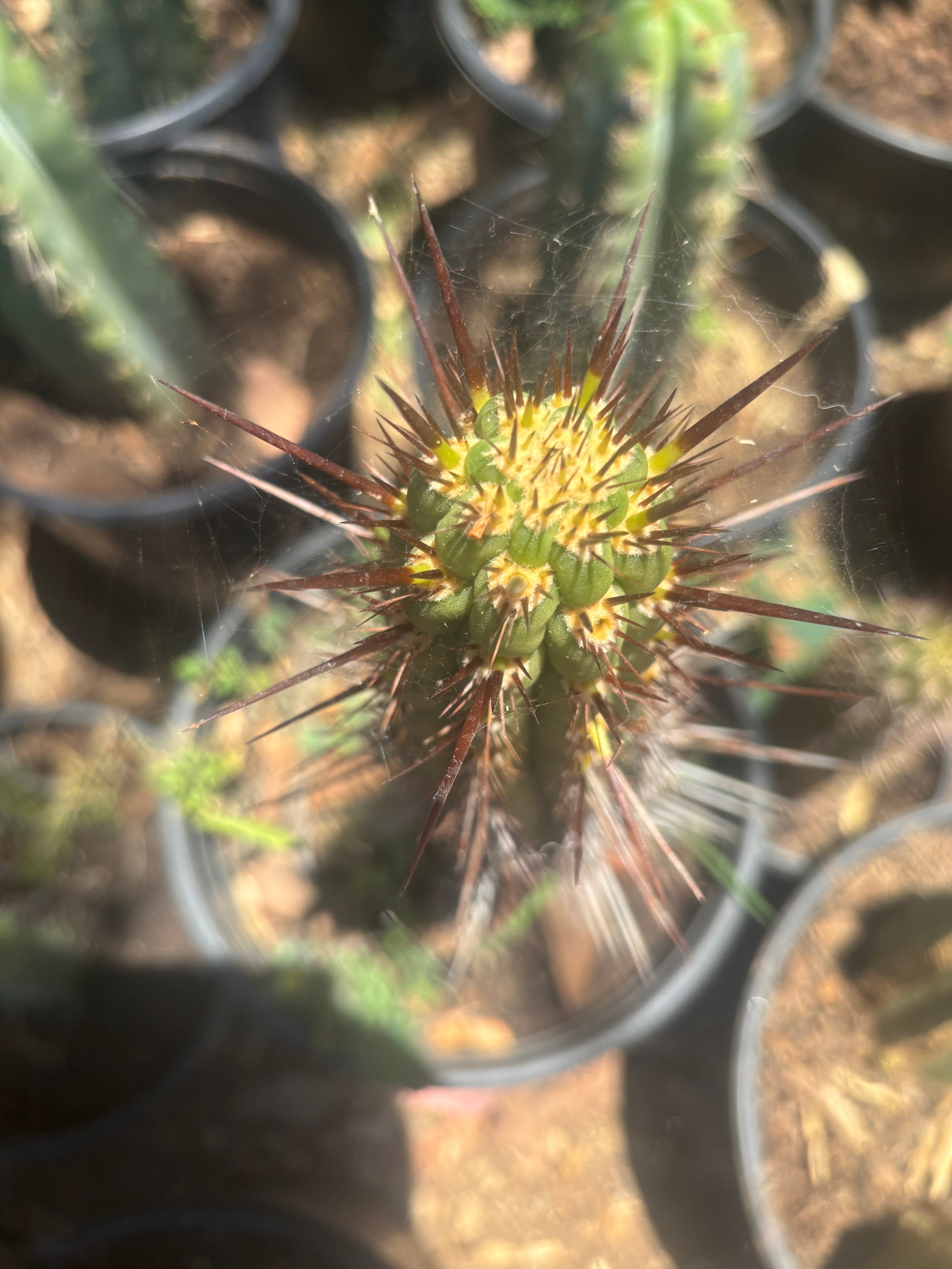 💎👑💎 T. Deserticola — 8” Tip