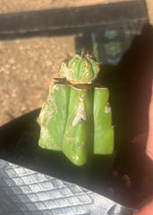 💎👑 Q-Tip —  Pupping Slab Graft on Rooted PC