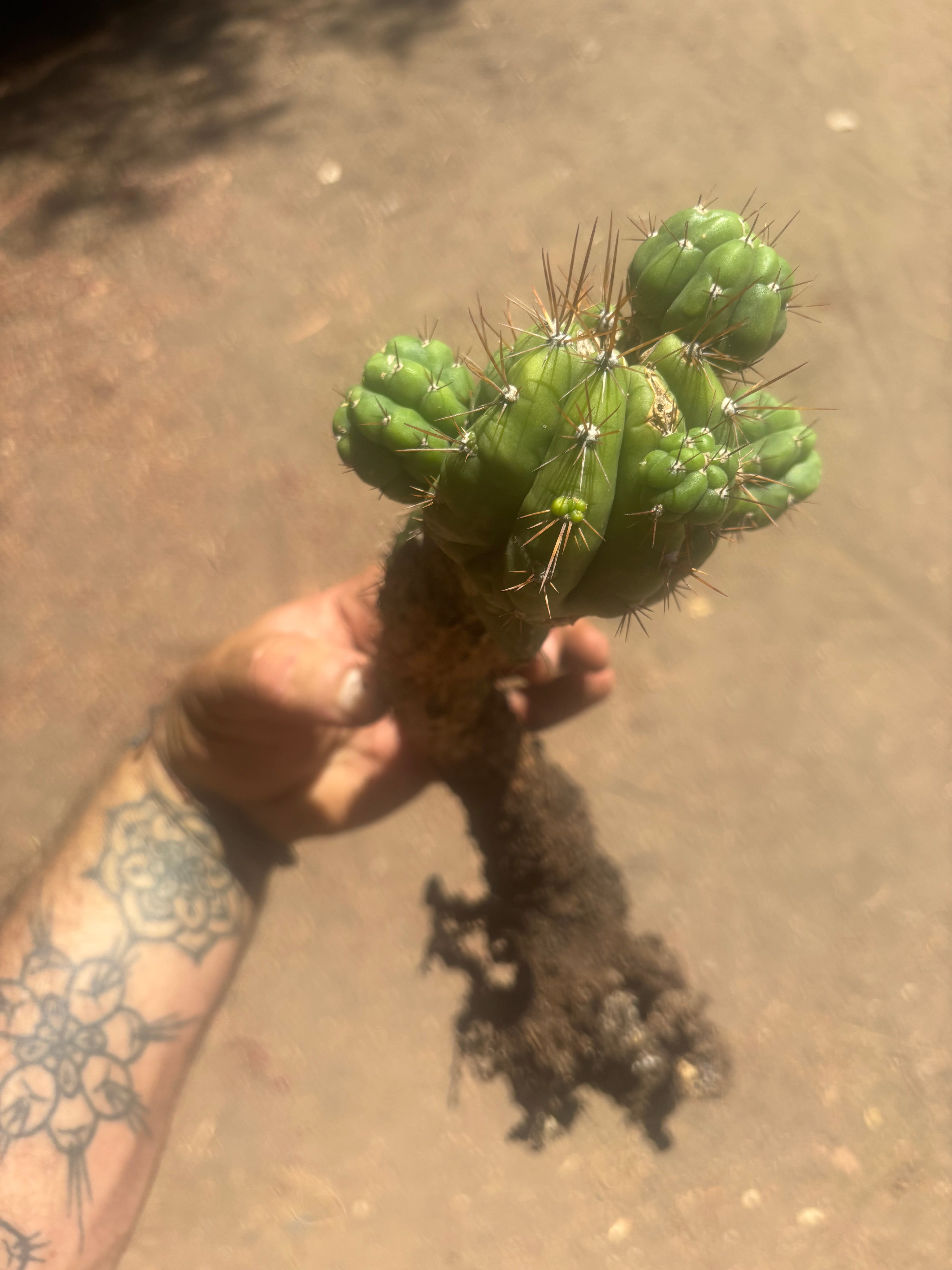 💎👑💎 Havran — Established Multi-Pup Graft on Spachianus