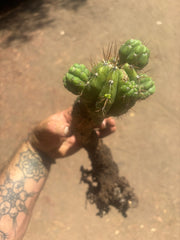 💎👑💎 Havran — Established Multi-Pup Graft on Spachianus