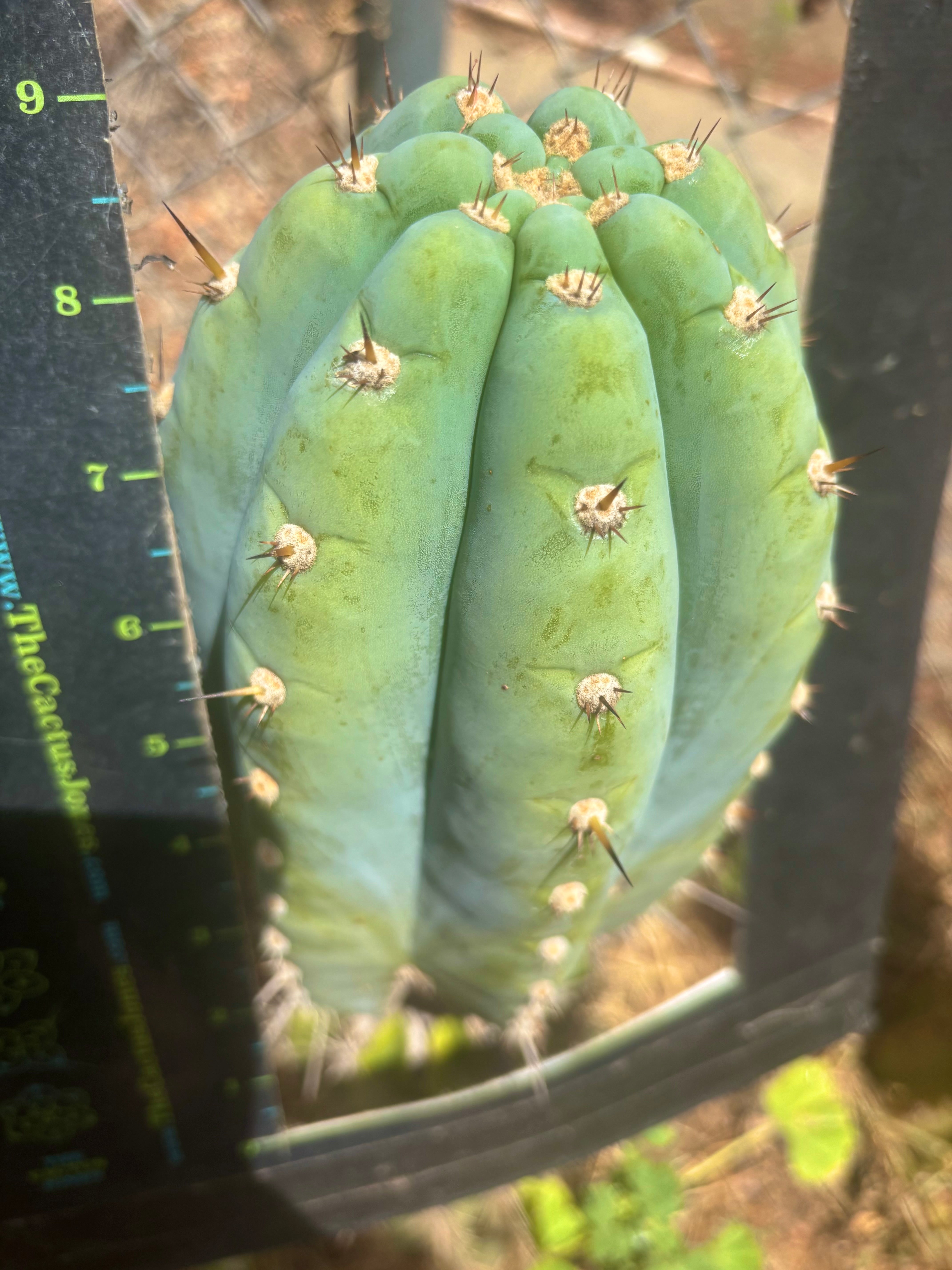 💎👑💎 Althea — *Massive* 9” Tip