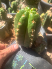💎👑💎🌶️ CareBear — 5” Grenade