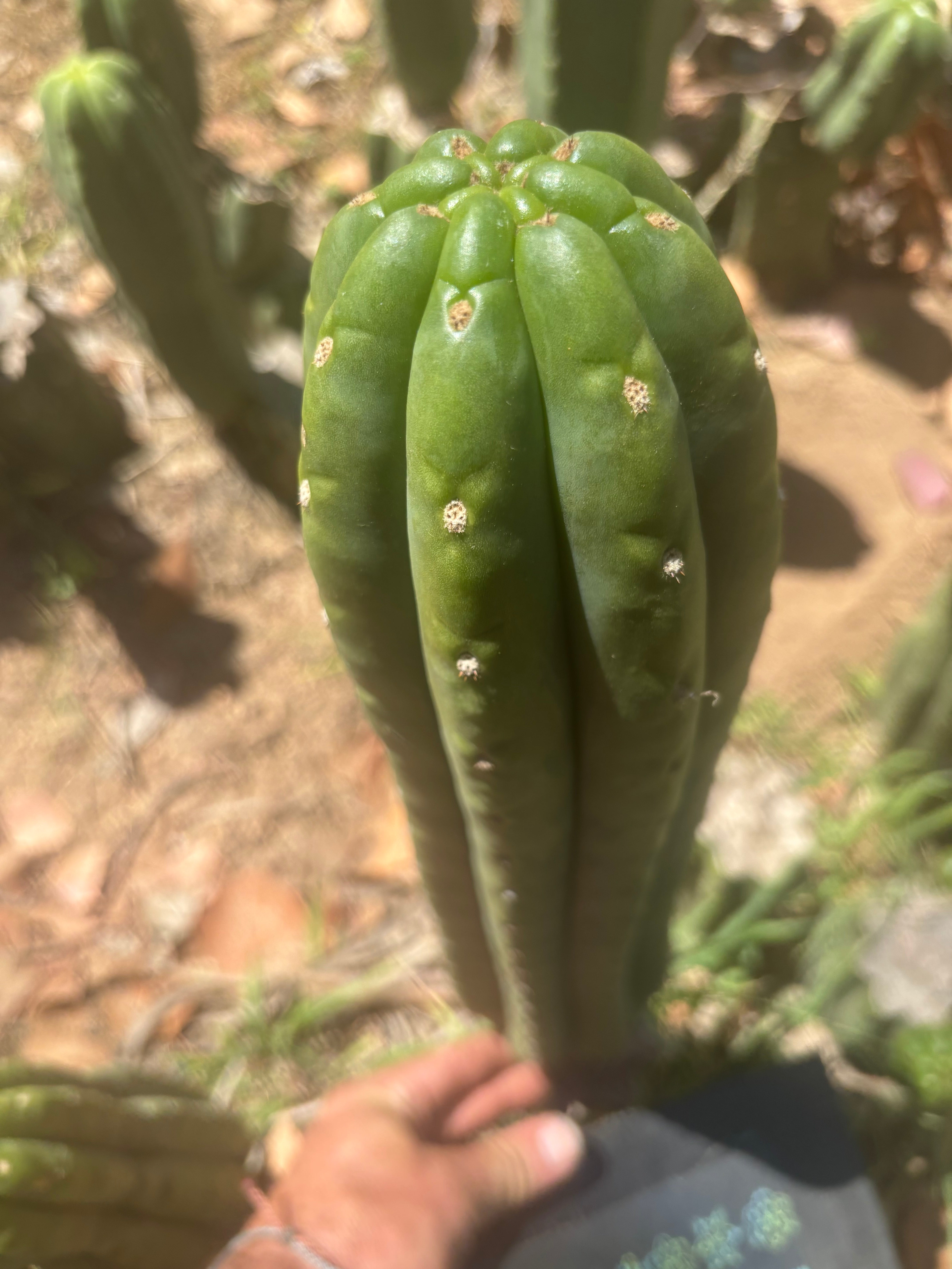 💎👑🌶️ The Field’s Pachanoi — XL 15” Pup