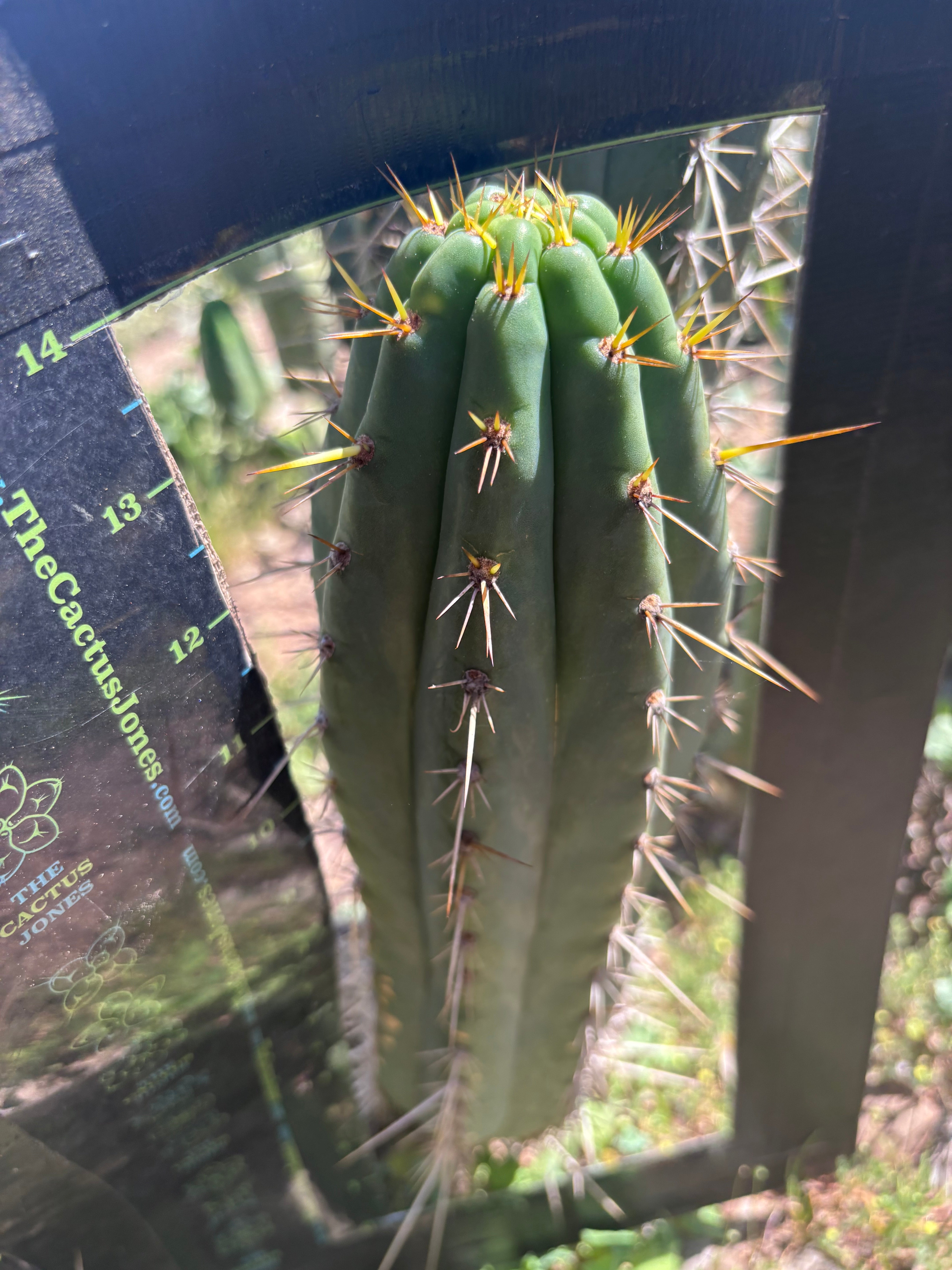 👑🌶️ Zalidus — XL 14” Pup