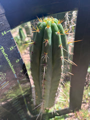 👑🌶️ Zalidus — XL 14” Pup