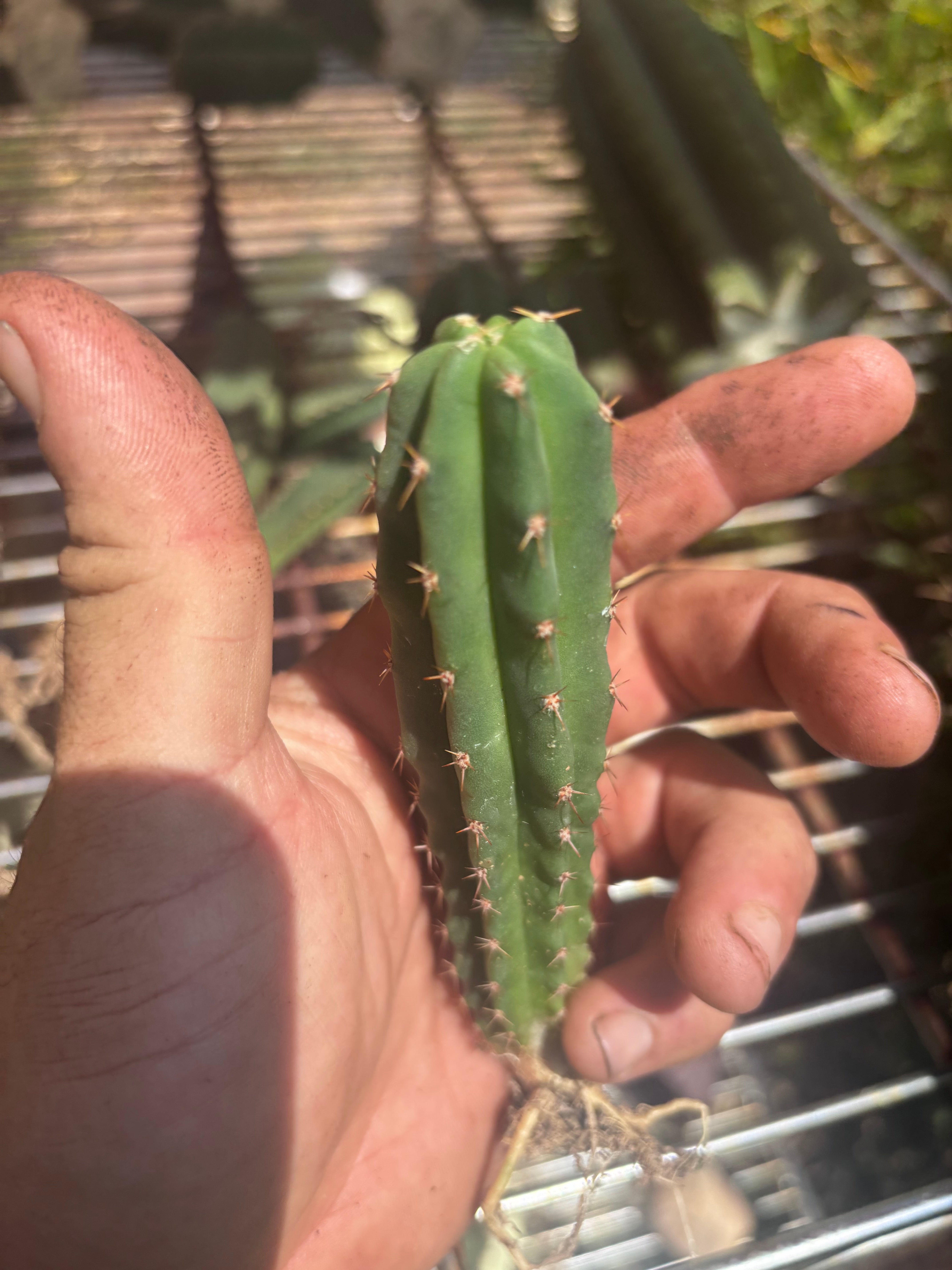 Seedlings — Malo4 x Malo4 — Lot of Four