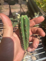 Seedlings — Malo4 x Malo4 — Lot of Four