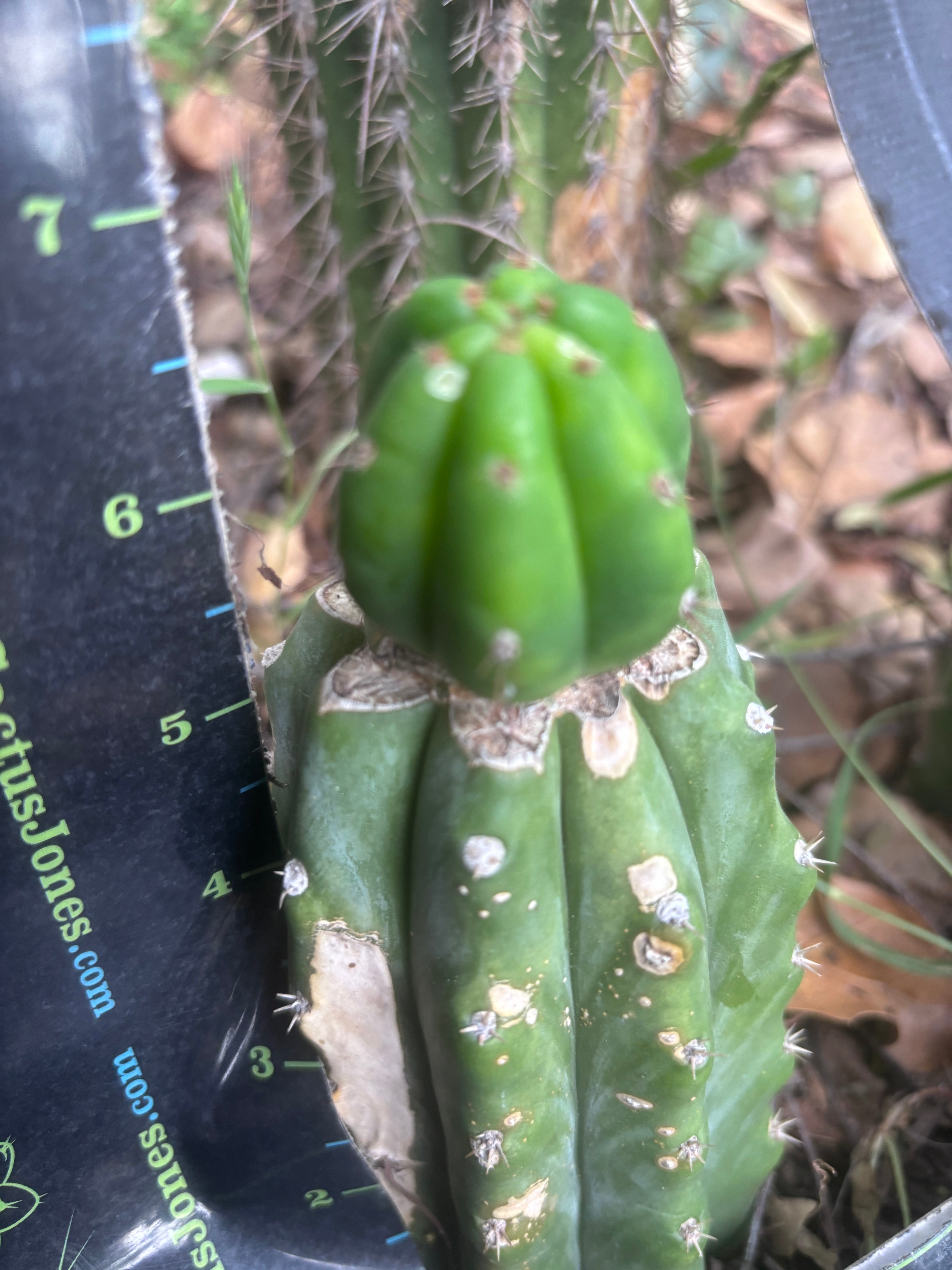 👑🌶️🌶️ KR04 — Whole Rooted Graft