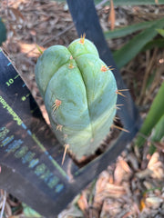 👑 Lotusland Huanu —  Irresistible FourWang 11” Pup