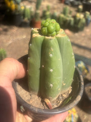 💎👑💎 Havran — Pup Graft on Rooted Pierre