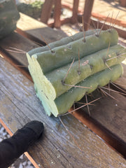 🌶️🌶️⚠️ E.R. — 7” Mega Mid