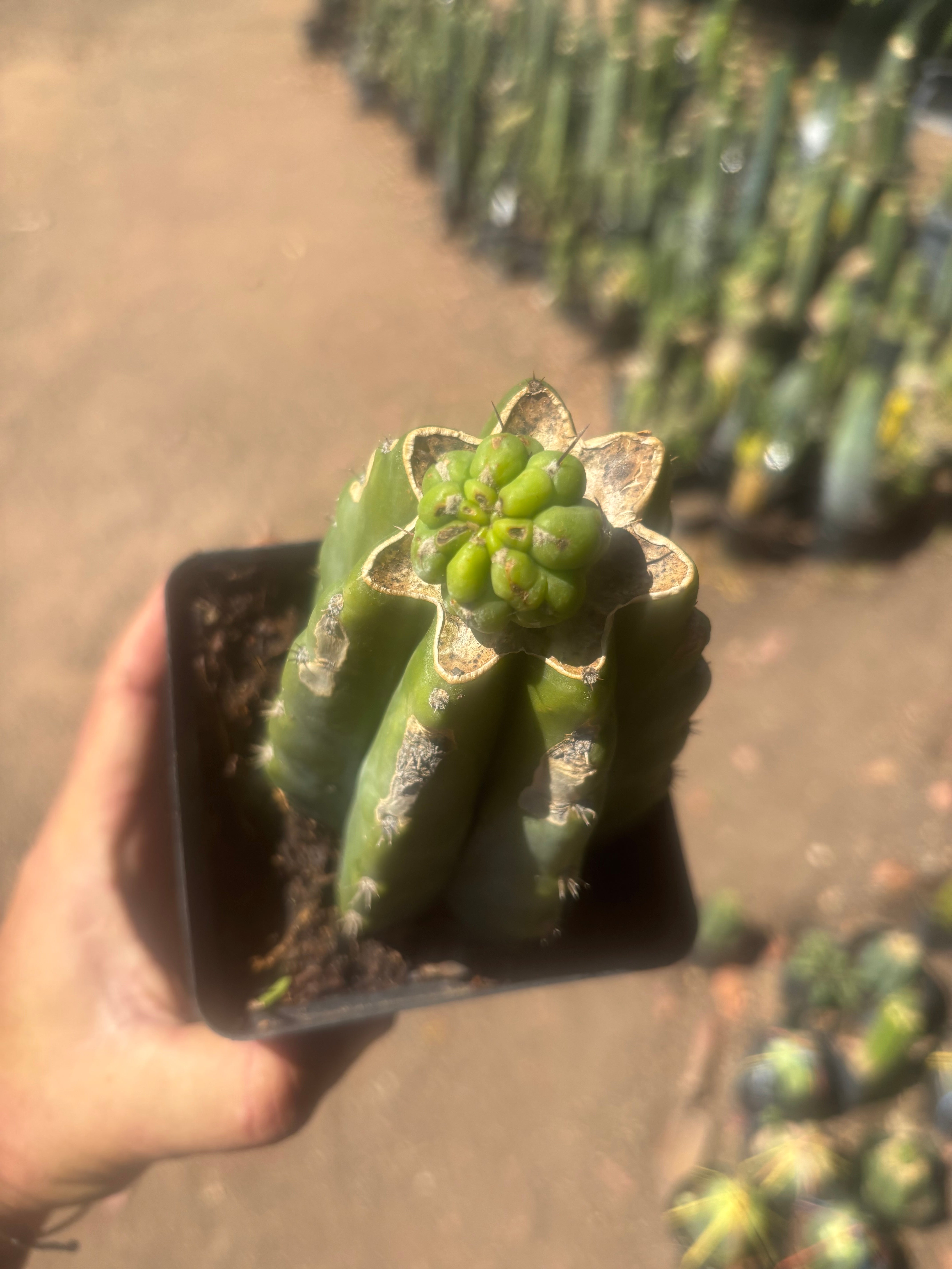 💎👑💎 Havran — Pup Graft on Rooted PC