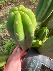 👑🌶️ Davy — 10” Pup