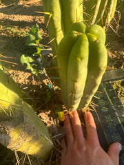 👑🌶️🌶️ Jiimz Twin Spine  — 11” Pup