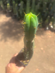 👑🌶️🌶️ Dulzura — Ugly, Rootbound and Pumping 💪15”