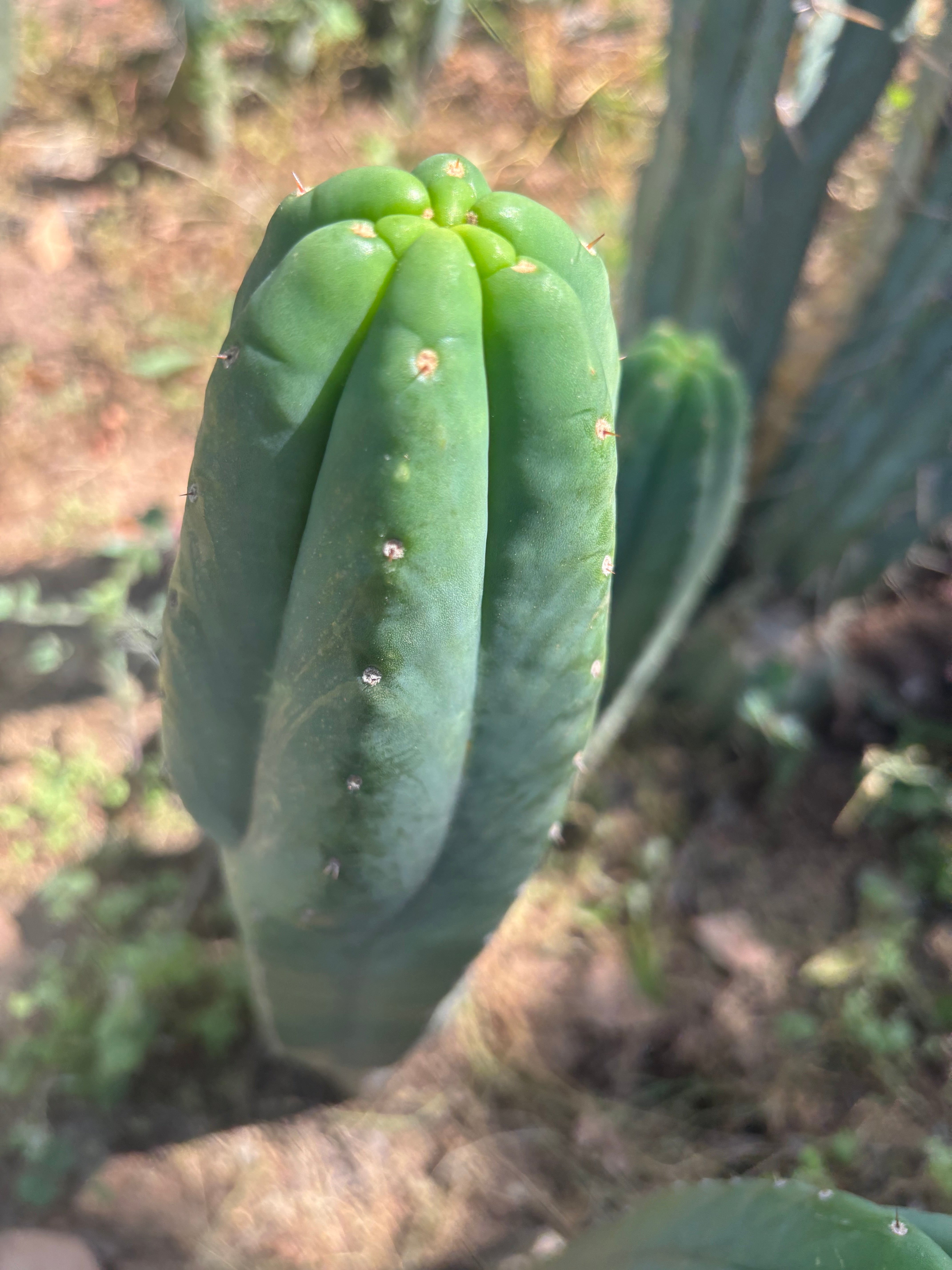 👑🌶️ Genesis — 10” Tip