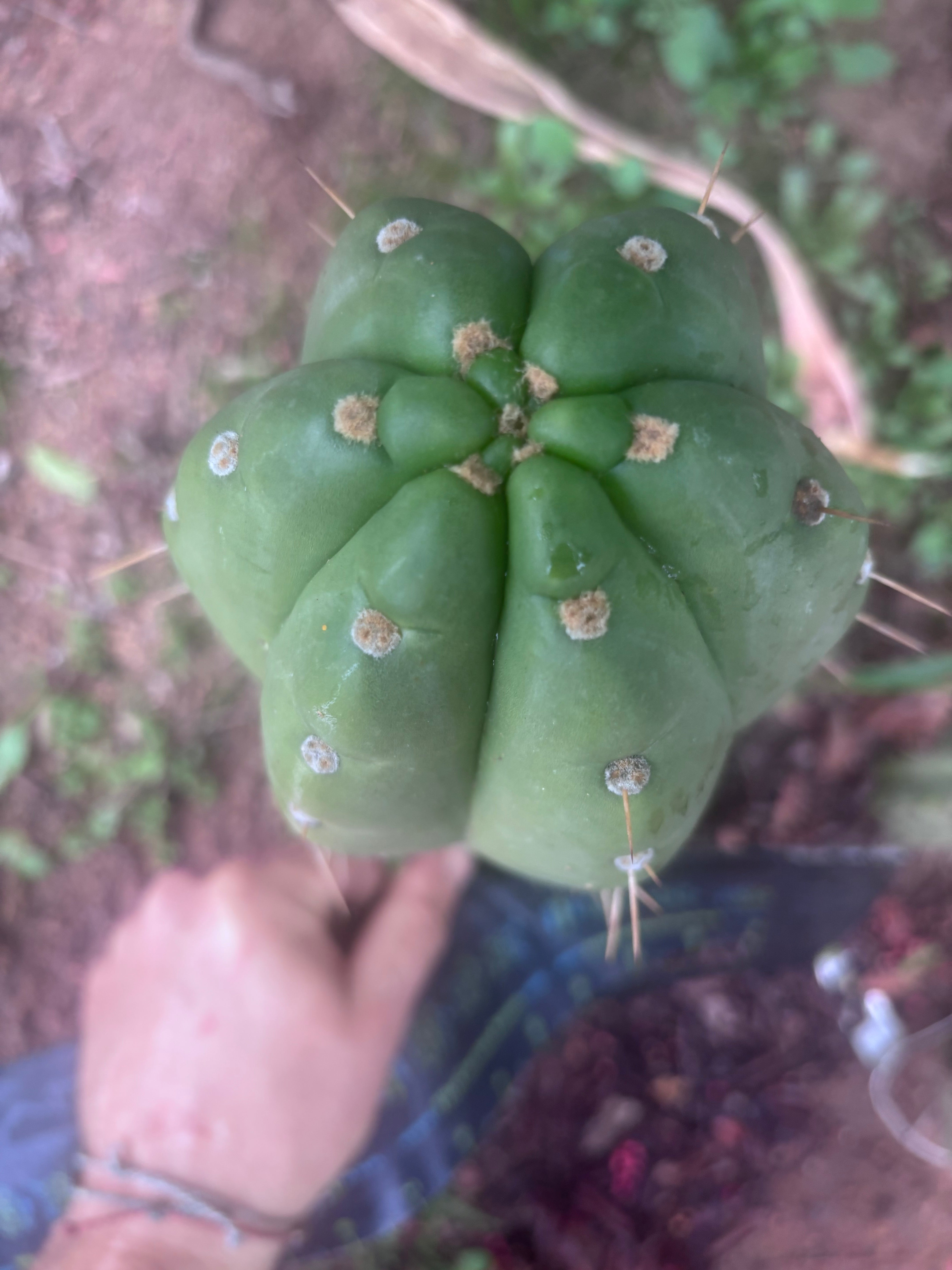 💎👑🌶️ Maranonensis — GIRTHY 10” Tip