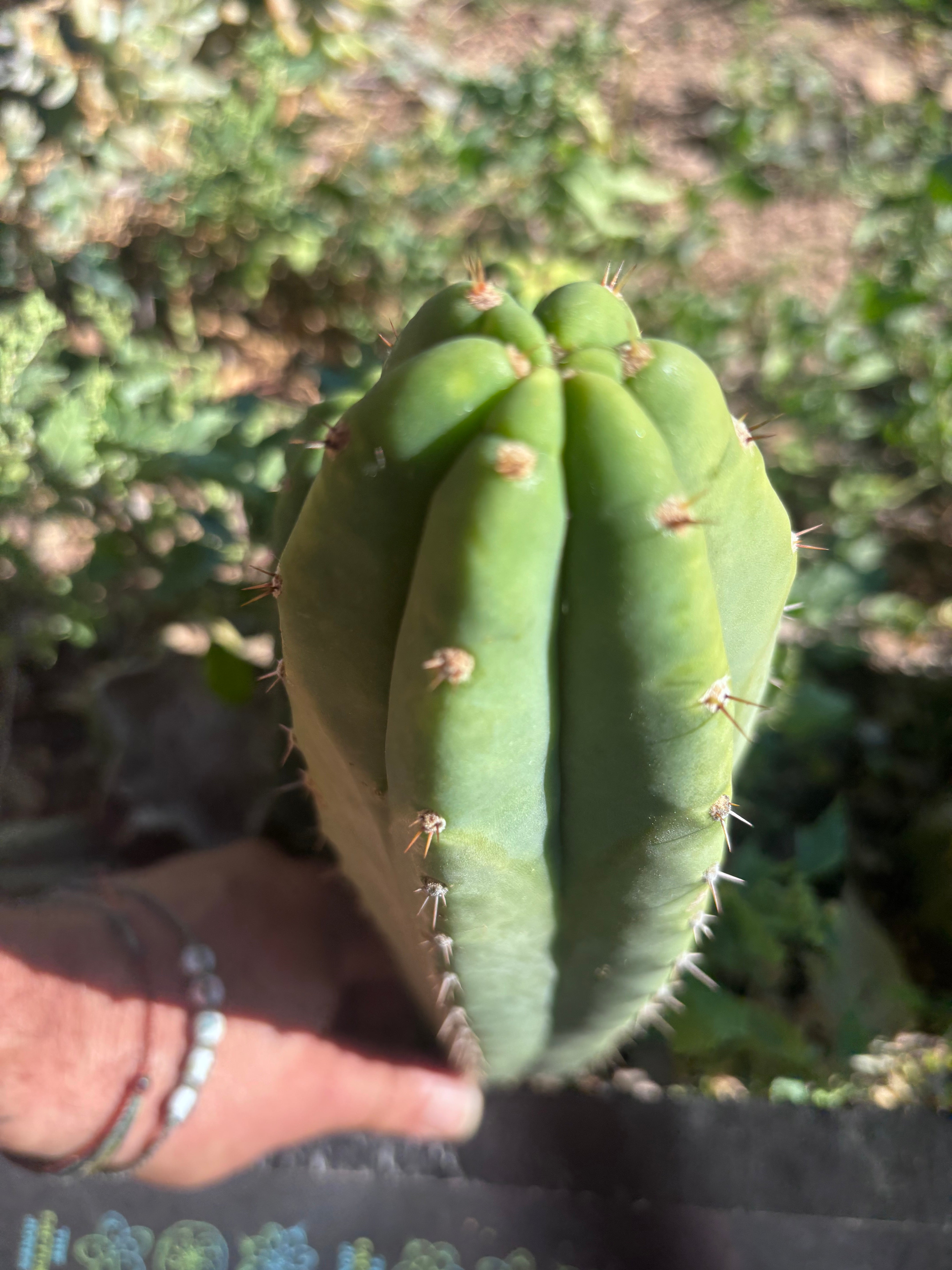 👑🌶️🌶️ Landfill — 11” Pup