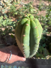 👑🌶️🌶️ Landfill — 11” Pup