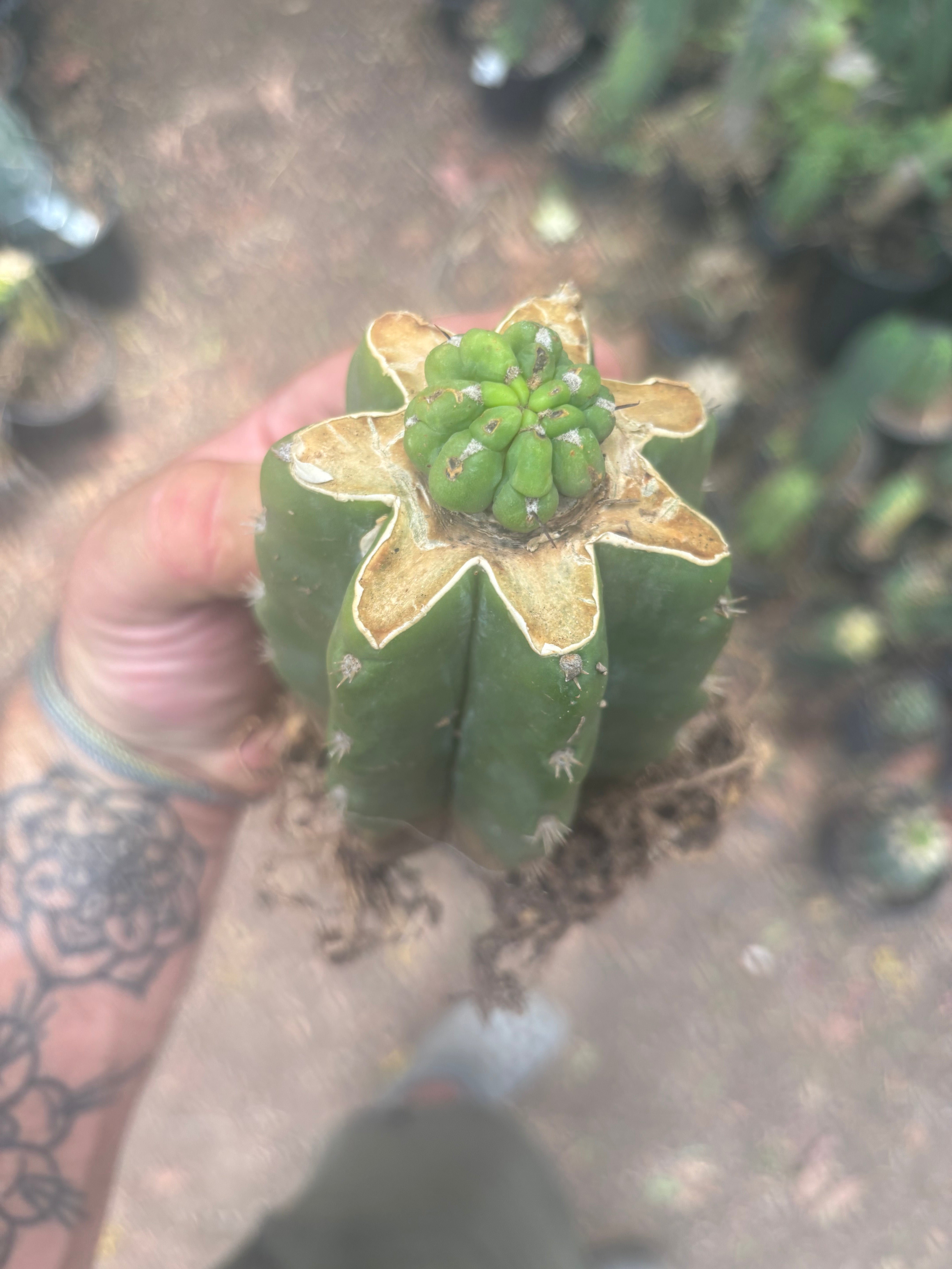 💎👑💎 Havran — Pup Graft on Rooted PC