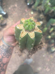 💎👑💎 Havran — Pup Graft on Rooted PC