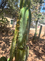 👑🌶️ MJC01  — 8.5” Pup