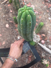 👑🌶️🌶️ Ogun — 12” Pup