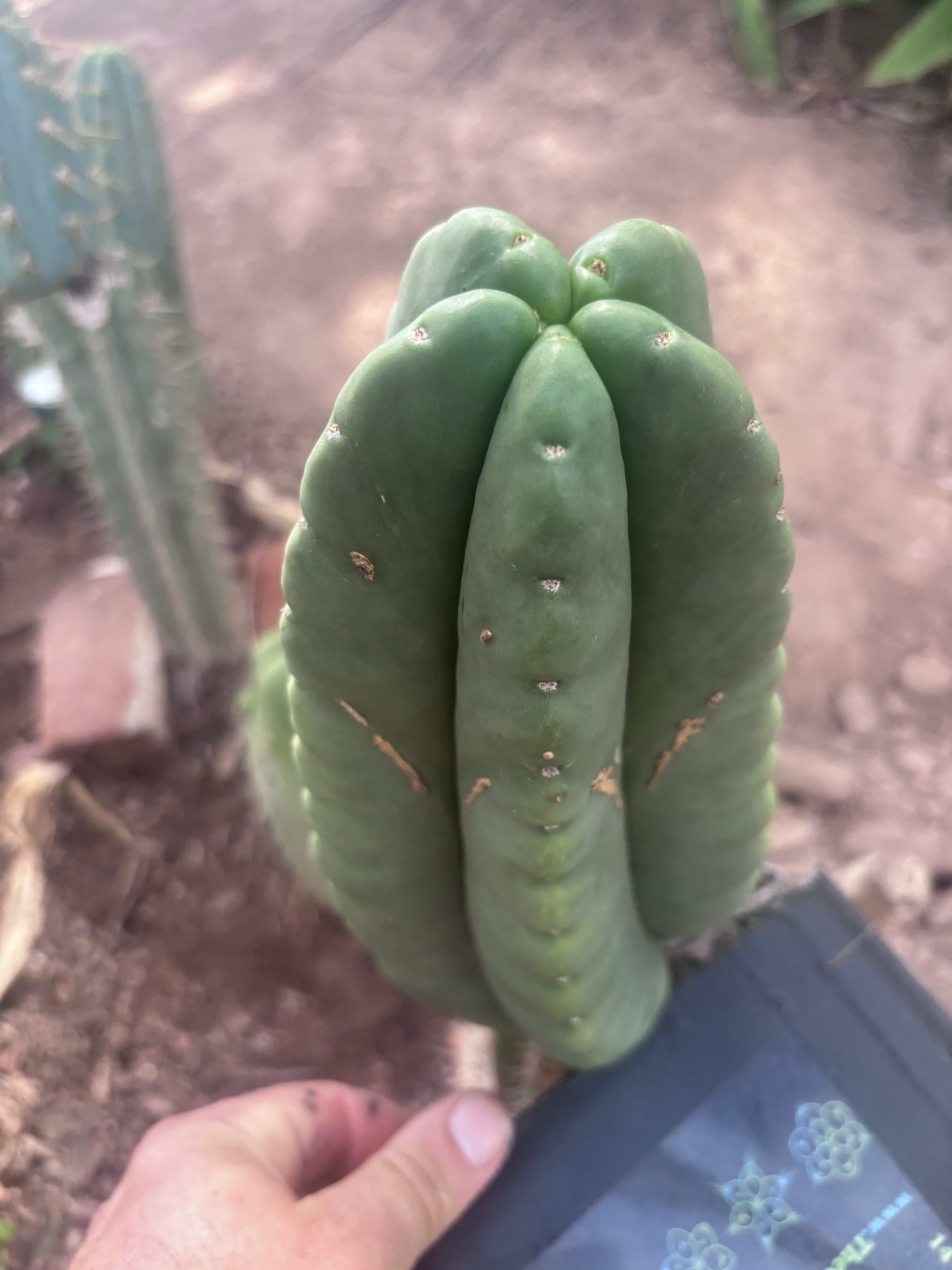 💎👑💎🌶️ Ferah — XL 9” Melon