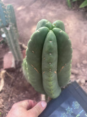 💎👑💎🌶️ Ferah — XL 9” Melon