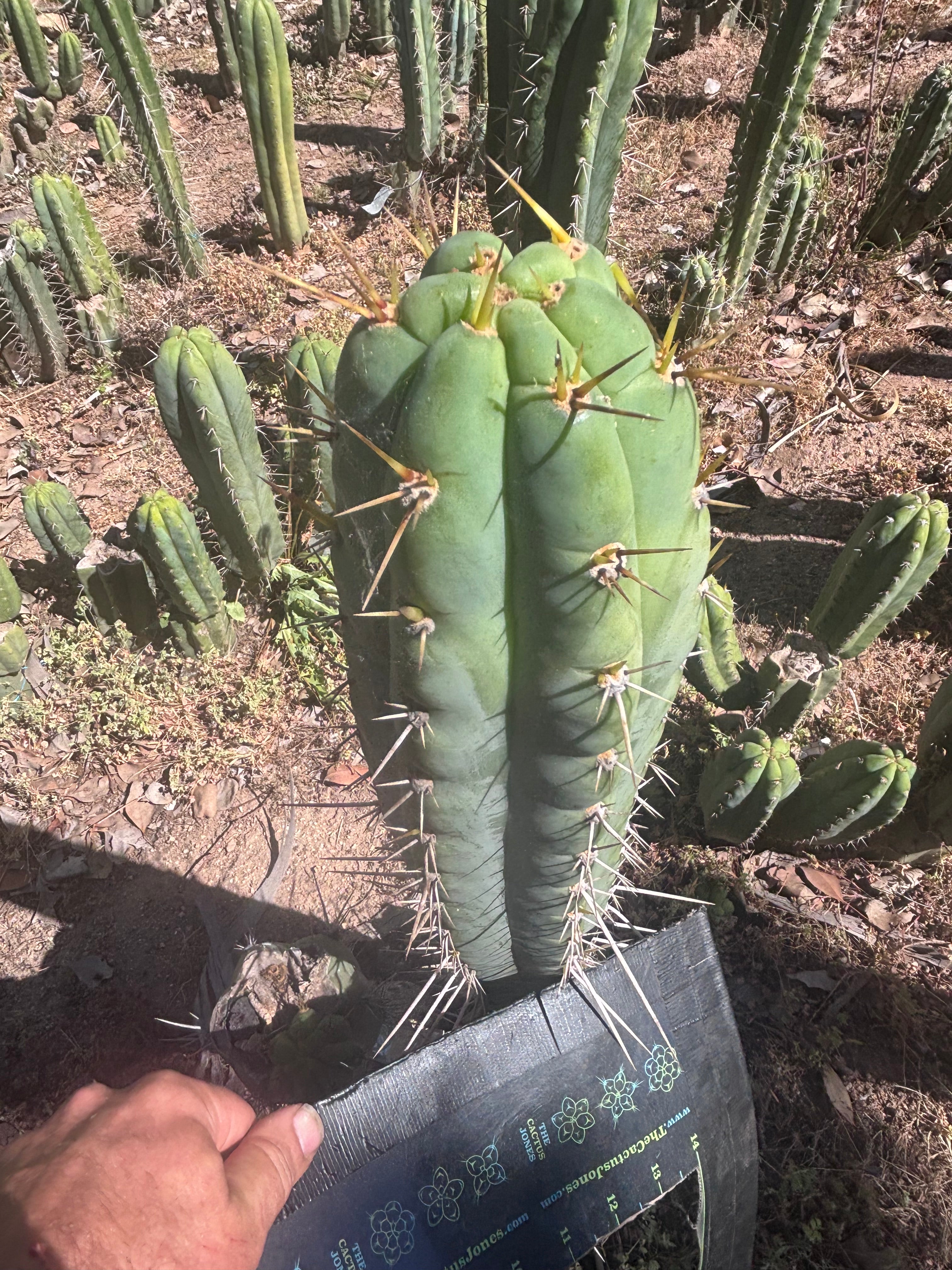 💎 Colossus x Clyde — XL 14” Tip