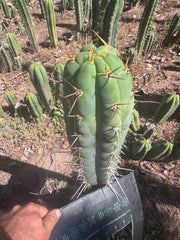 💎 Colossus x Clyde — XL 14” Tip