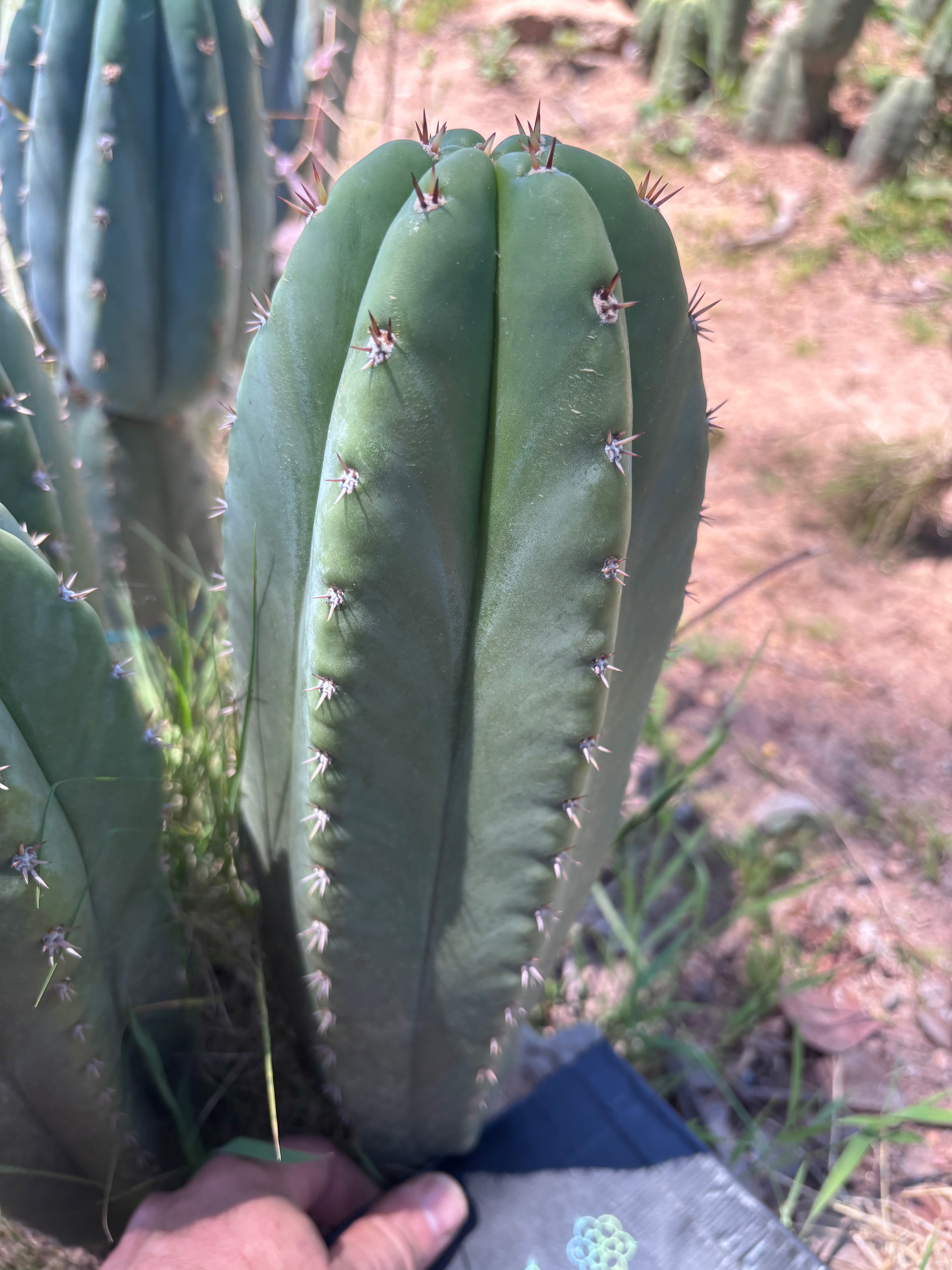 💎🌶️ Jada x Scop — XXL 14” Melon Pup