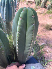 💎🌶️ Jada x Scop — XXL 14” Melon Pup