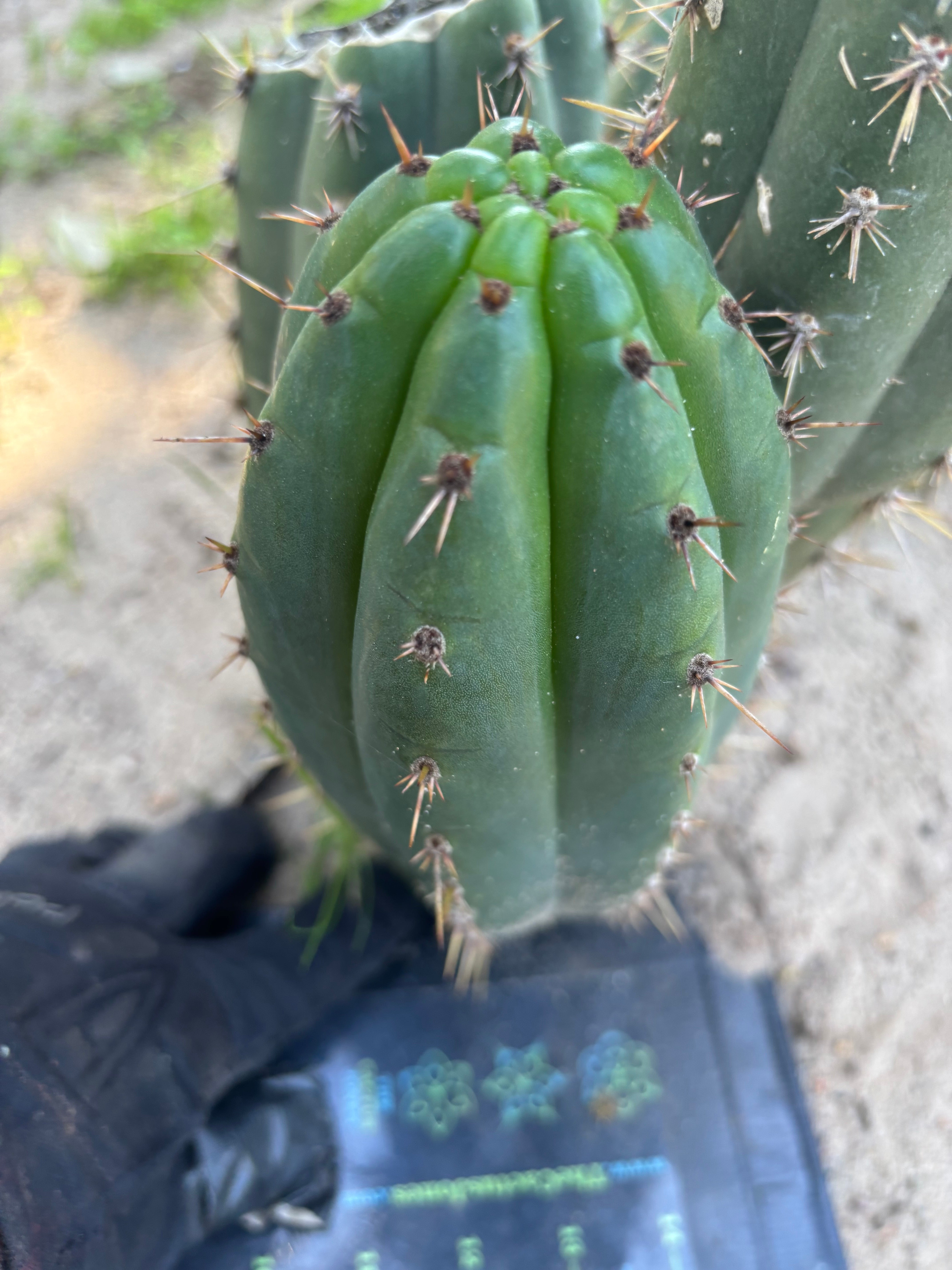 👑🌶️ KK339 — Chubby 10” Pup